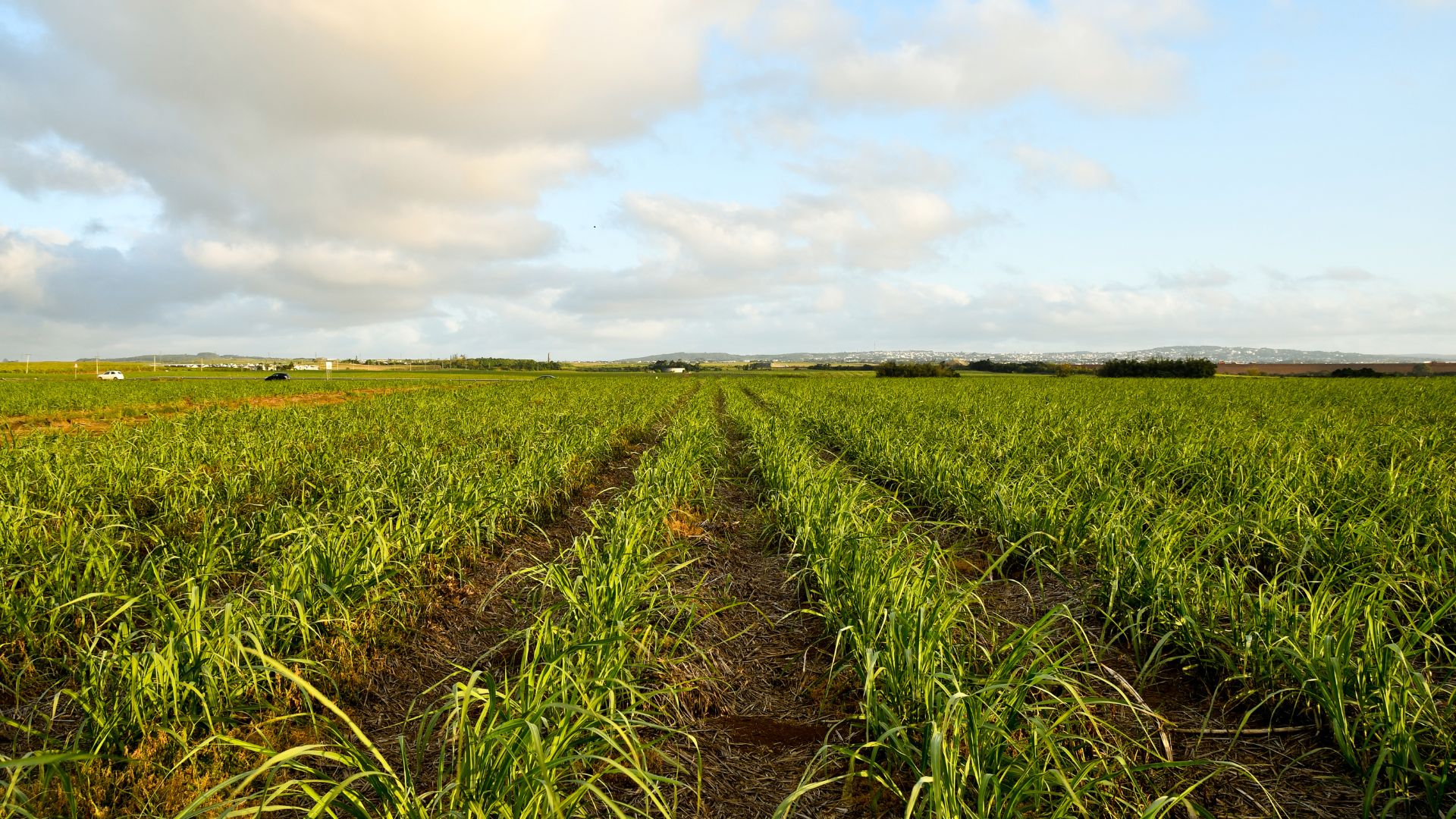 sugarcane field